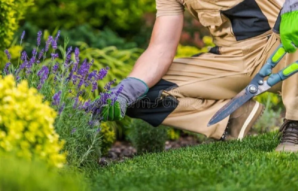 🌼 Garden Development & Maintenance