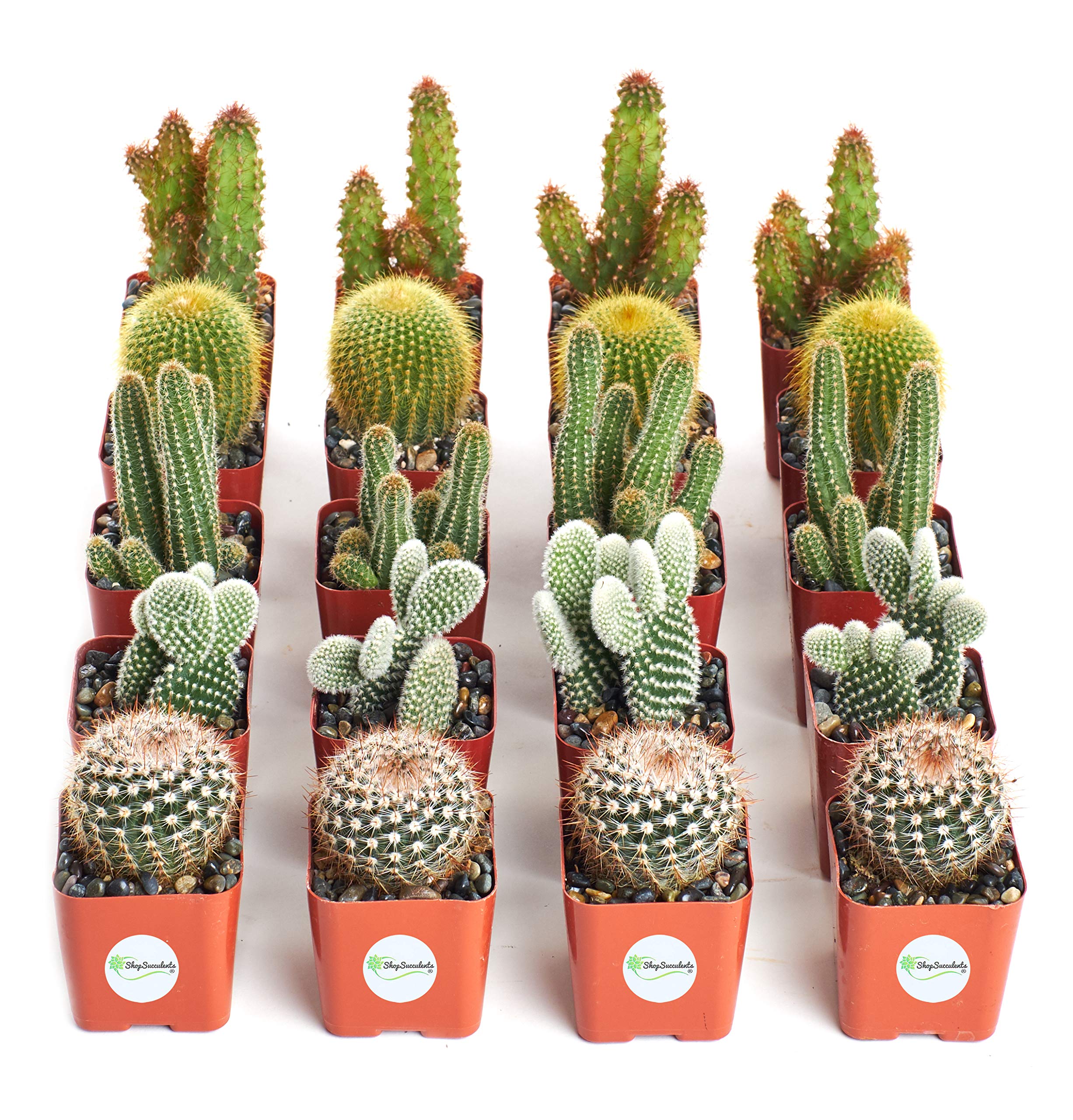 🌵 Cactus & Succulent Collections