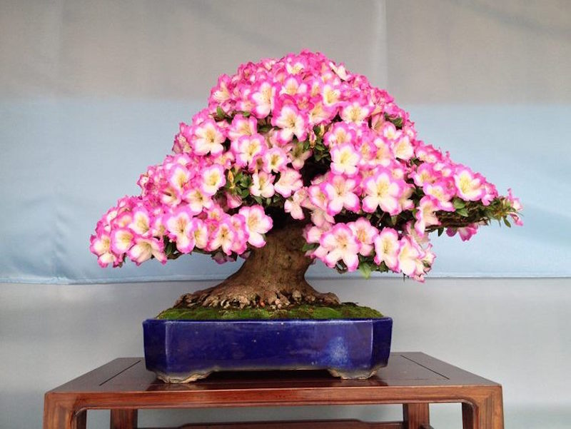 🎍 Bonsai & Ornamental Plants