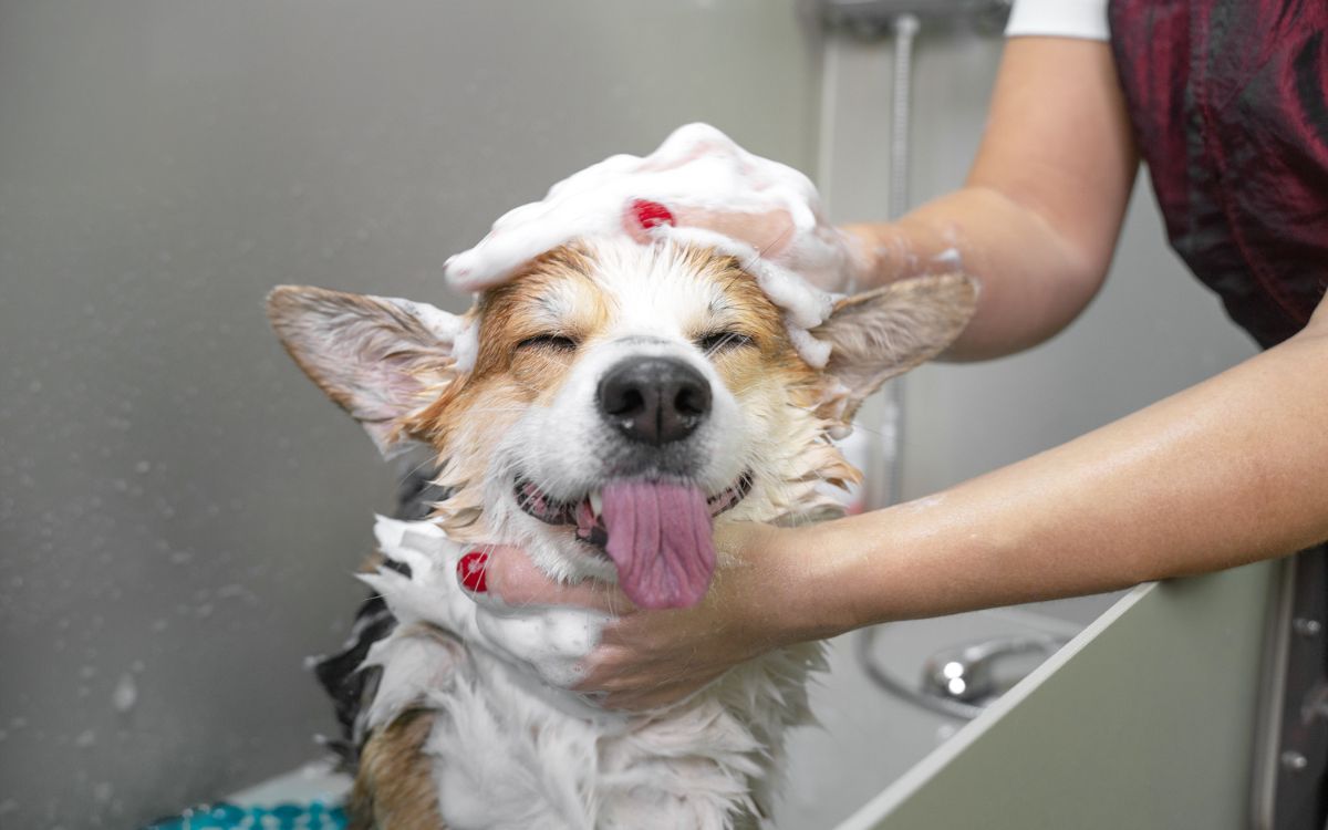 Pet Grooming ✂️🛁