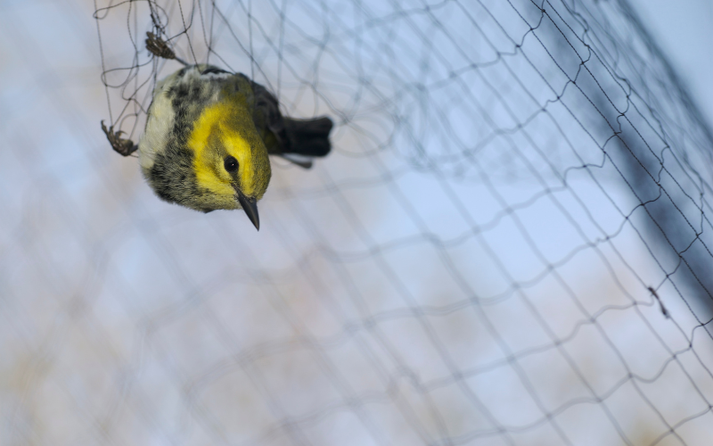 Bird Net Bamboo