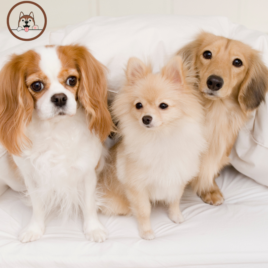 Veterinary Services 🐾👨‍⚕️