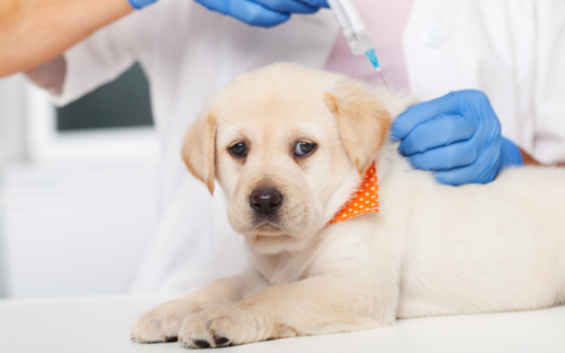 Vaccination Treatment 🐾👨‍⚕️